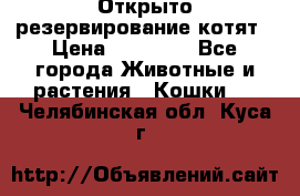 Открыто резервирование котят › Цена ­ 15 000 - Все города Животные и растения » Кошки   . Челябинская обл.,Куса г.